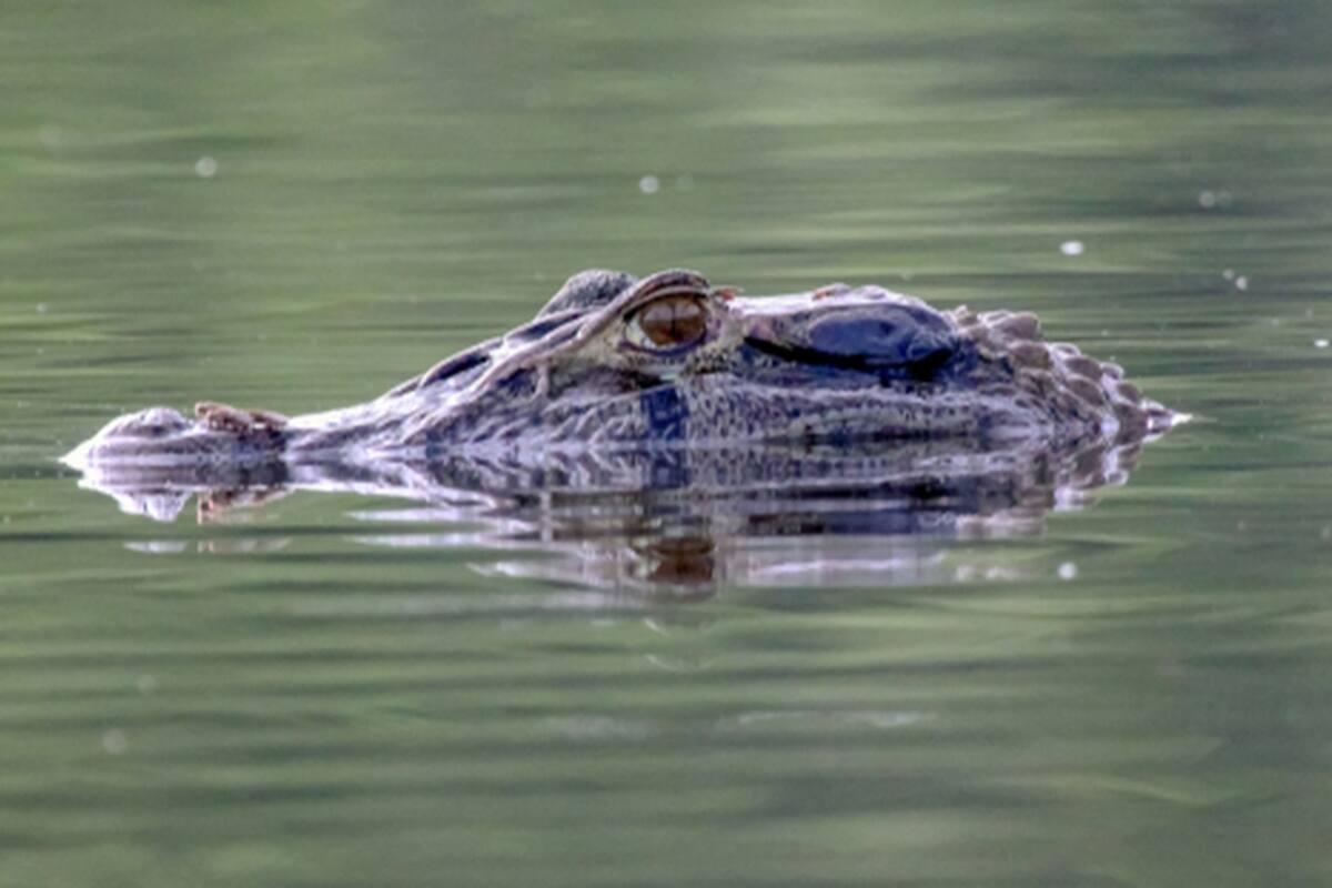Los caimanes pueden regenerar sus colas como los pequeños reptiles