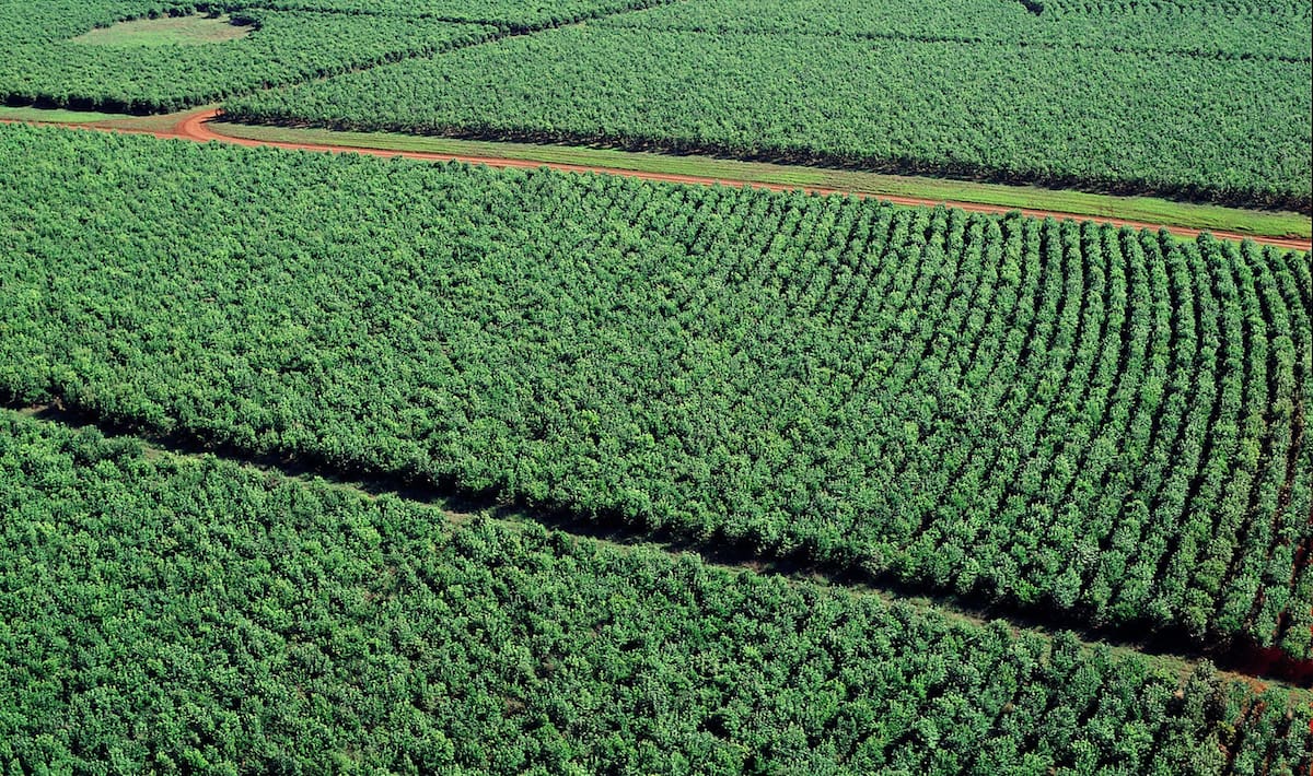 ACOMPAÑA CRÓNICA: ARGENTINA TRADICIONES - AME5495. CORRIENTES (ARGENTINA), 24/11/2022.- Fotografía cedida por el establecimiento Las Marías que muestra una plantación de yerba mate, en Corrientes (Argentina). Bosques vírgenes, pueblos amigables, campos de tierra roja y cataratas insondables son algunos de los paisajes habituales del nordeste argentino, una zona surcada por acuíferos de agua dulce que resultan ideales para cosechar la yerba mate. La simbiosis entre este cultivo y el territorio donde se labra es "única", como demuestra la conocida como Ruta de la Yerba Mate, que atraviesa las provincias norteñas de Misiones y Corrientes para plantear un itinerario cultural, productivo y gastronómico en torno al "oro verde" por excelencia. EFE/ Cortesía Establecimiento Las Marías/ SÓLO USO EDITORIAL/SÓLO DISPONIBLE PARA ILUSTRAR LA NOTICIA QUE ACOMPAÑA (CRÉDITO OBLIGATORIO)
