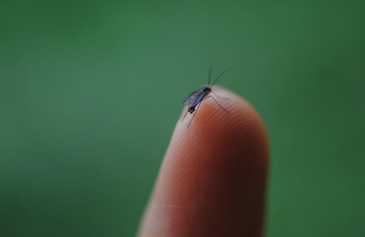 Sonora es la entidad con más casos de dengue confirmados en México. | Crédito: Unsplash