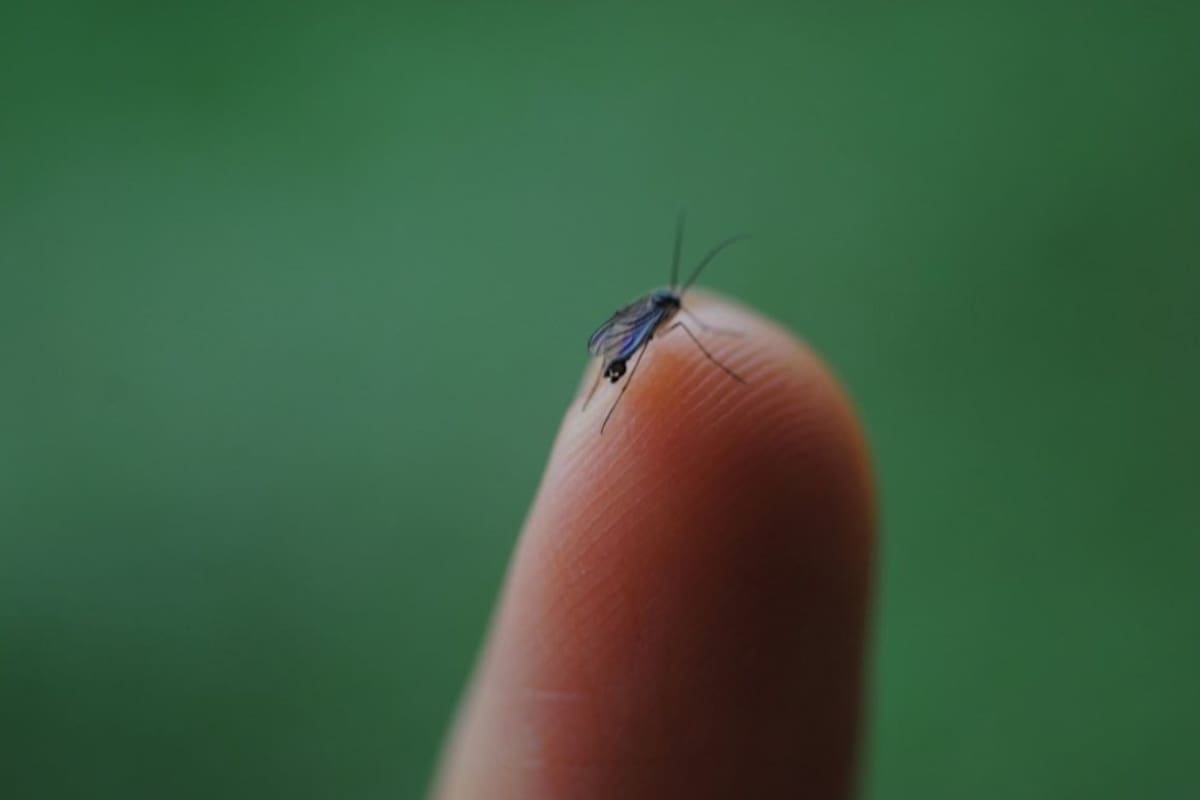 Sonora es primer lugar nacional en dengue; Hermosillo registra la mitad de los casos recientes