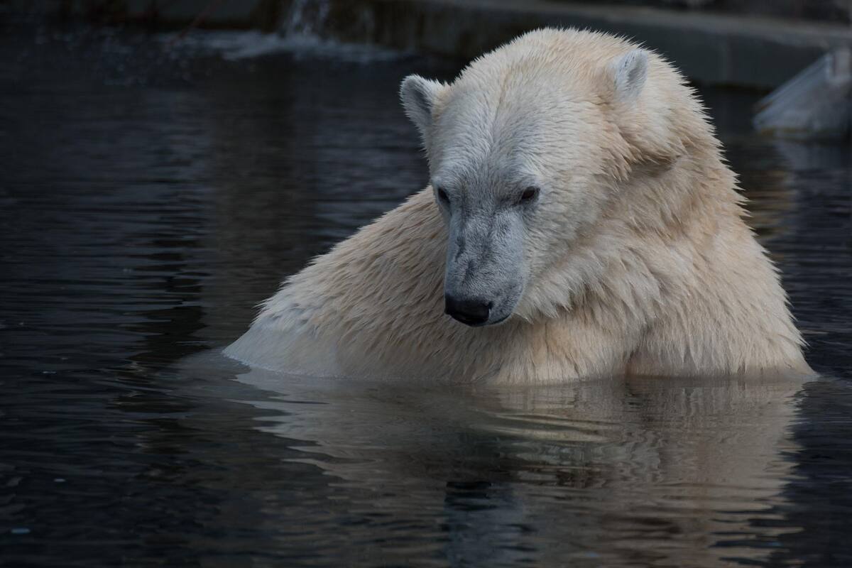 Hay una nueva subespecie de oso polar que no depende de los hielos marinos para subsistir