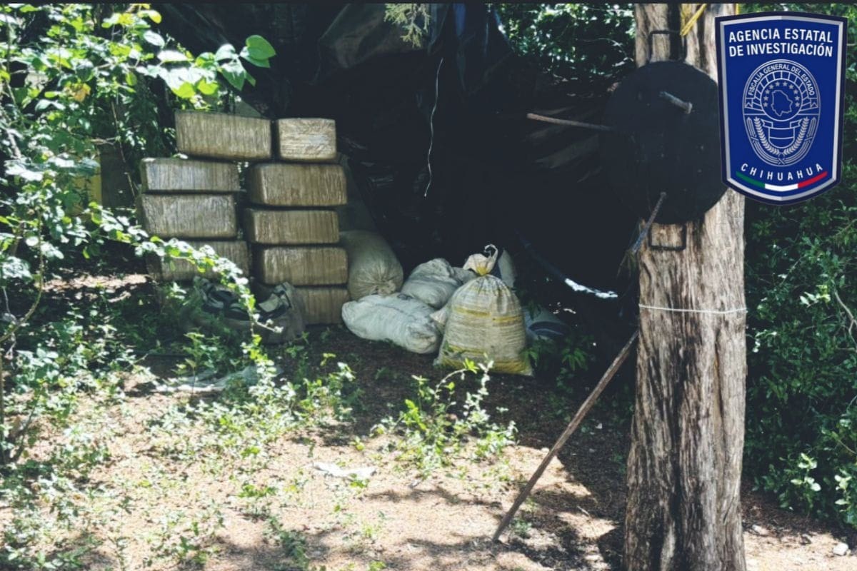 AEI asegura 388 kilos de marihuana en operativo en Balleza, Chihuahua