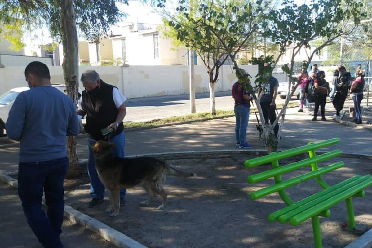 Próxima vacunación antirrábica del 9 al 12 de febrero