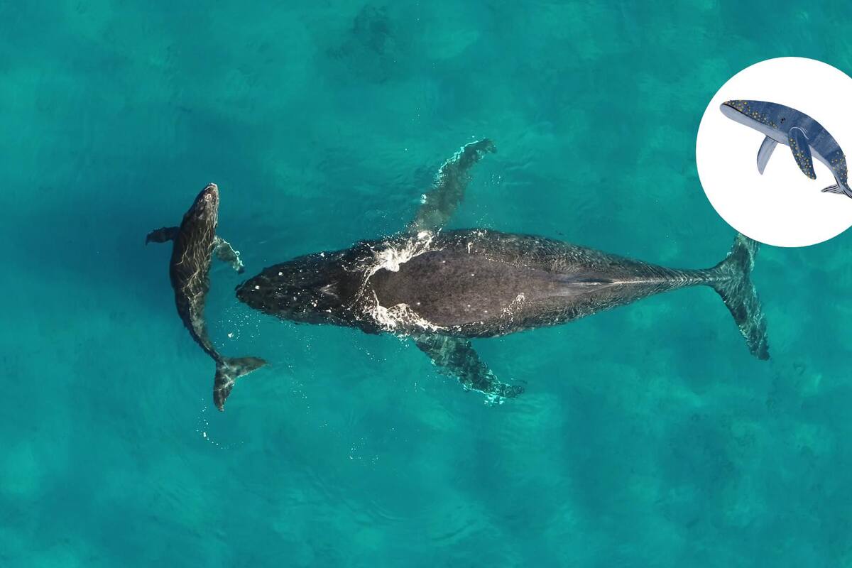 La orina de ballena: el fertilizante que nutre los océanos