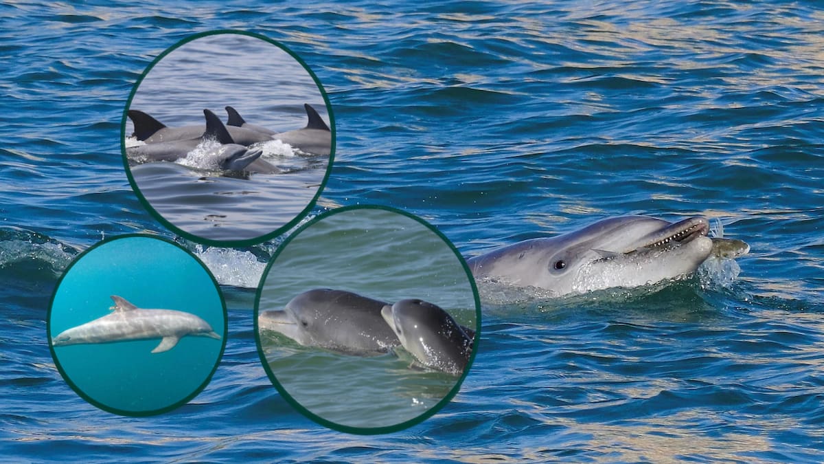 Científicos descubren a delfines cazando con herramientas y transmitiendo sus técnicas de generación en generación, después de observar cómo una madre utiliza una concha para atrapar un pez y su cría repite el mismo movimiento