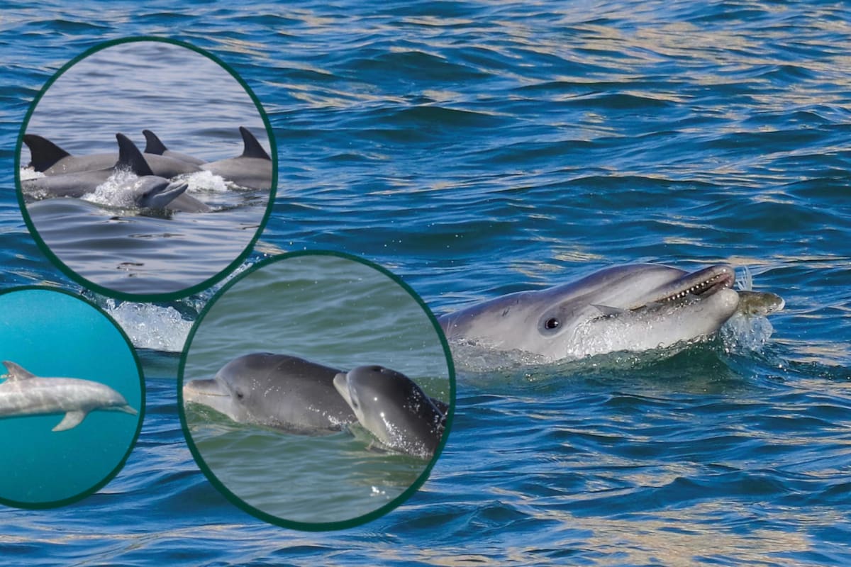Científicos descubren a delfines cazando con herramientas y transmitiendo sus técnicas de generación en generación, después de observar cómo una madre utiliza una concha para atrapar un pez y su cría repite el mismo movimiento