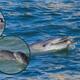 Descubren delfines que cazan con herramientas