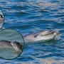 Científicos descubren a delfines cazando con herramientas y transmitiendo sus técnicas de generación en generación, después de observar cómo una madre utiliza una concha para atrapar un pez y su cría repite el mismo movimiento