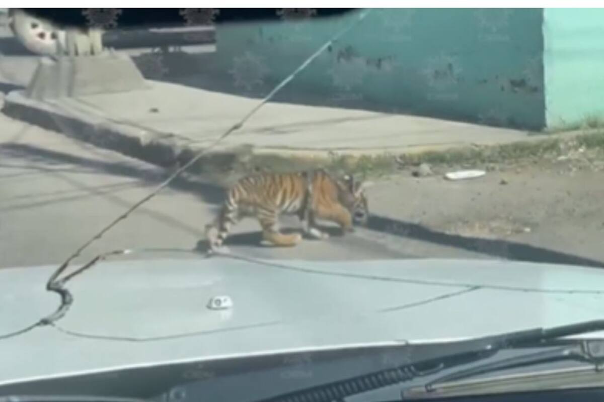 Cachorro de tigre sorprende en las calles de Durango: Captan video viral