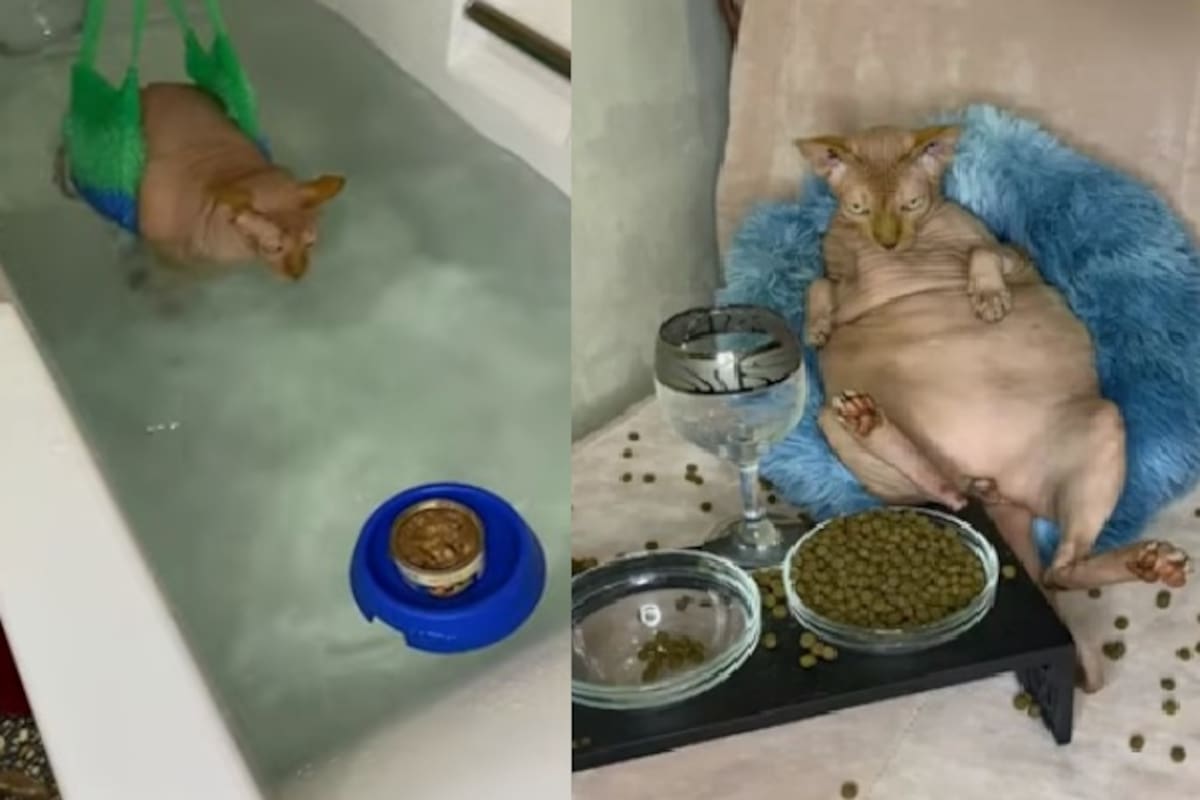 Viral: Gatito debe nadar para bajar de peso por indicación del veterinario
