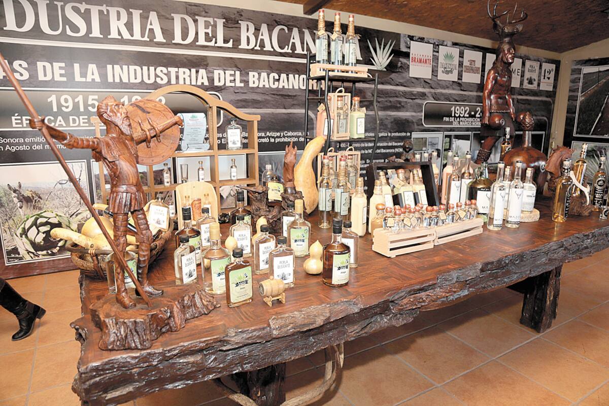 Busca bacanora replicar el “boom” del mezcal