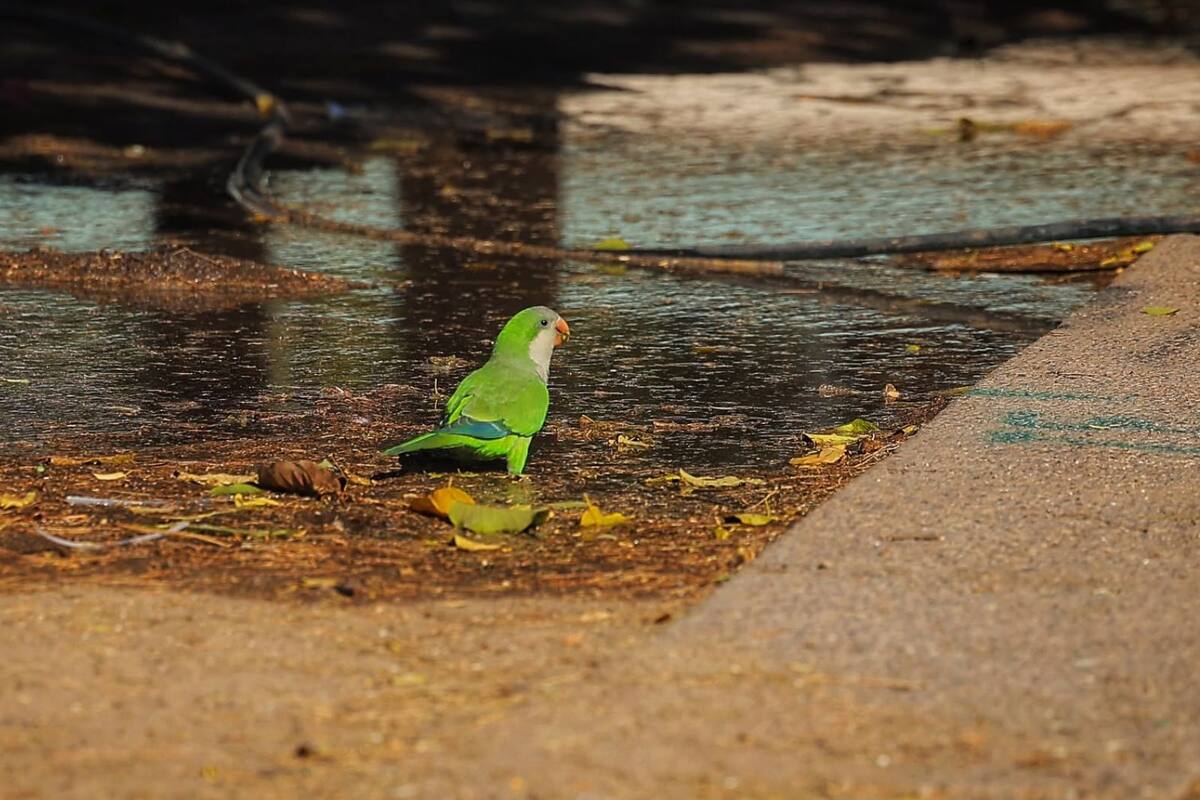 Hay alrededor de 30 mil cotorras argentinas en Hermosillo: ¿Por qué esta especie pone en riesgo la desaparición de las aves nativas de Sonora?