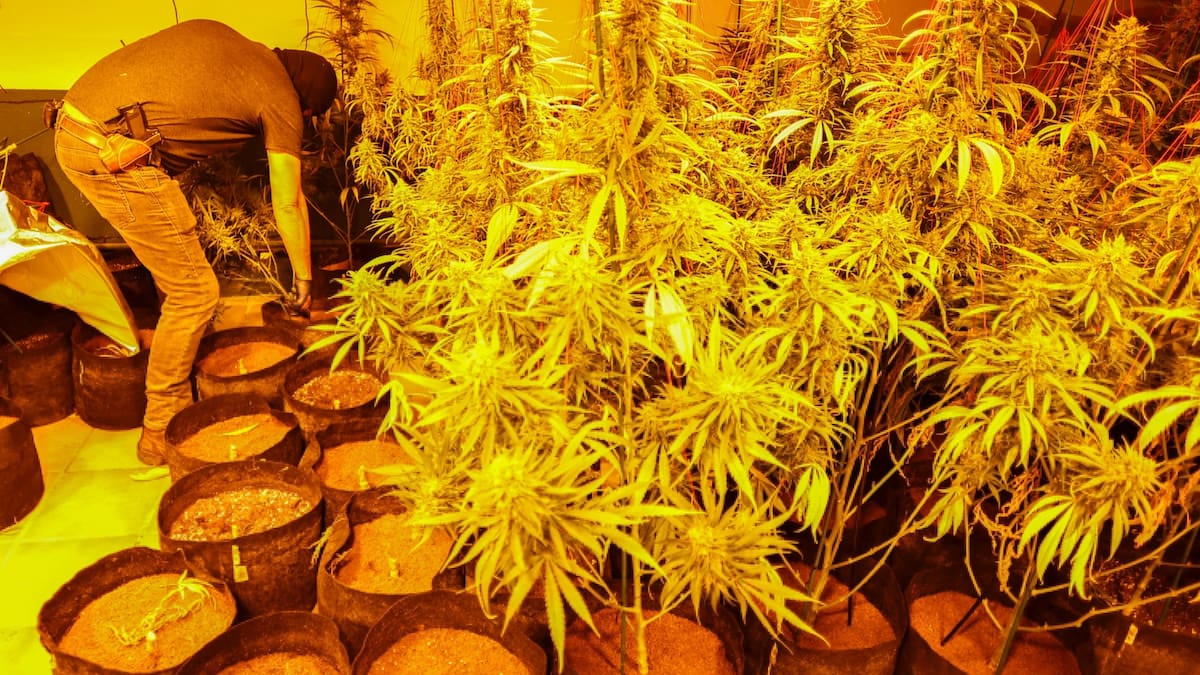 El recibo de luz los delató: más de 2 mil 200 plantas de marihuana crecían dentro de una casa conectada a un enganche ilegal; el consumo eléctrico fuera de lo normal terminó con dos detenidos