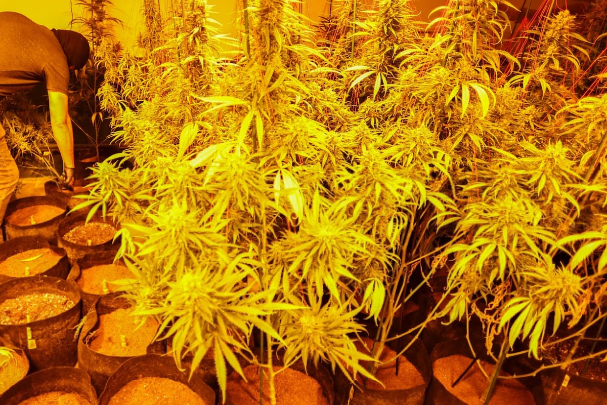 El recibo de luz los delató: más de 2 mil 200 plantas de marihuana crecían dentro de una casa conectada a un enganche ilegal; el consumo eléctrico fuera de lo normal terminó con dos detenidos