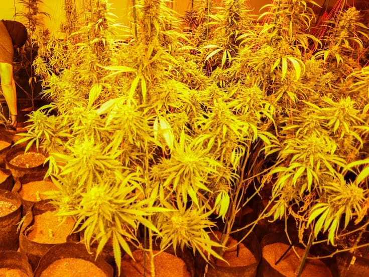 El recibo de luz los delató: más de 2 mil 200 plantas de marihuana crecían dentro de una casa conectada a un enganche ilegal; el consumo eléctrico fuera de lo normal terminó con dos detenidos