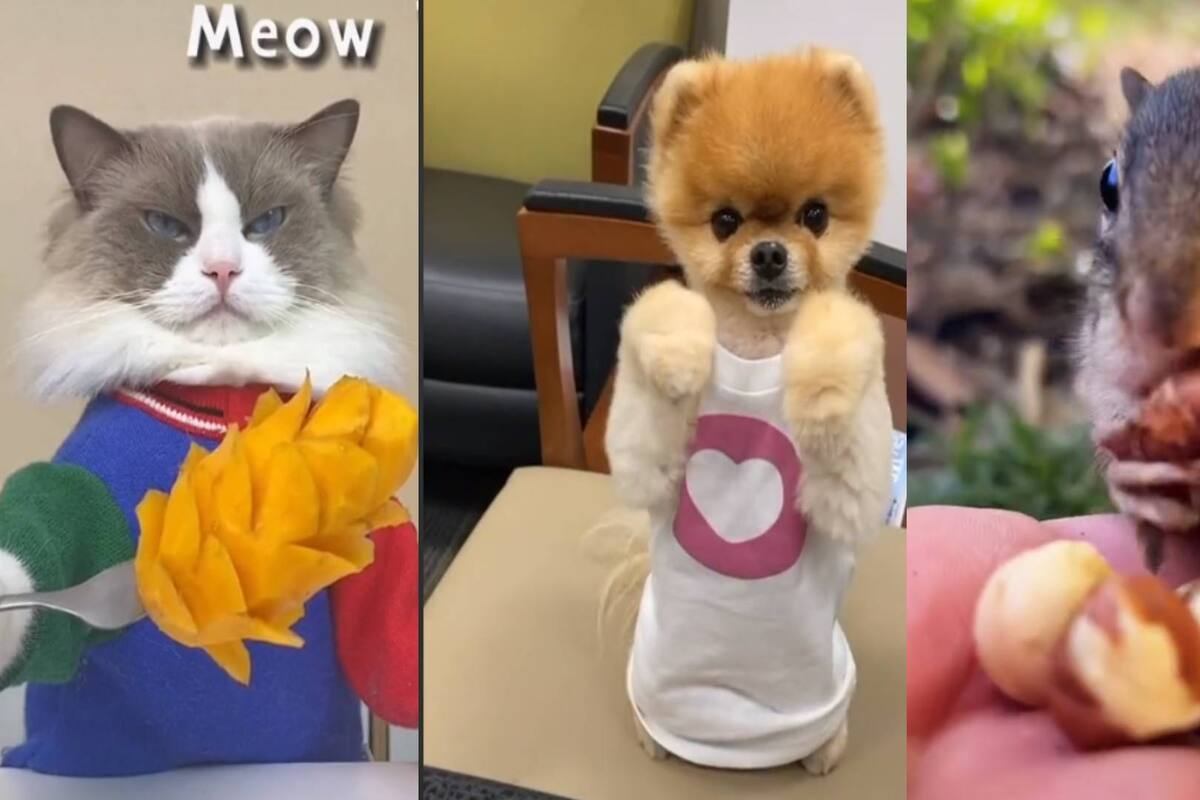 Estos son los animales más ricos de TikTok