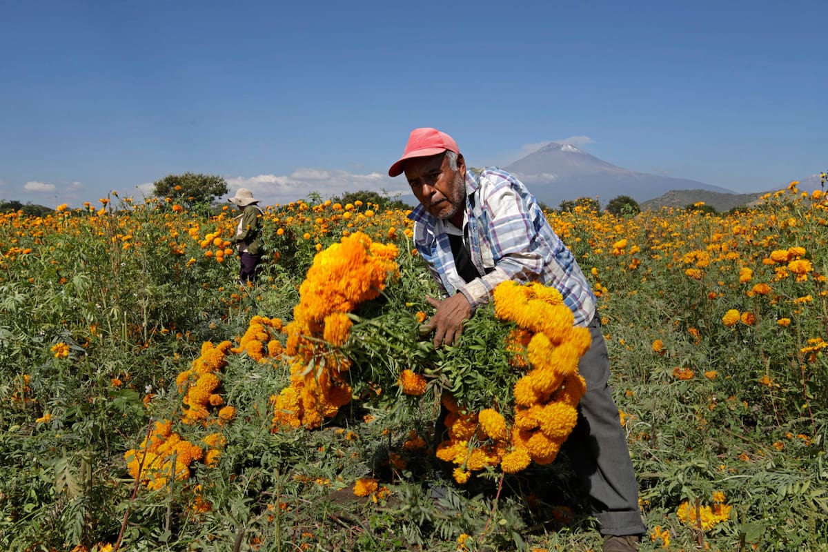 Agricultores cosechan flor de cempasúchil, usada tradicionalmente para adornar altares, ofrendas y tumbas en temporada de Día de Muertos, el 29 de octubre de 2023 en el municipio de Atlixco, estado de Puebla (México). EFE/Hilda Ríos