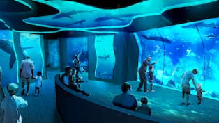 “Shark Encounter” ha llegado a SeaWorld