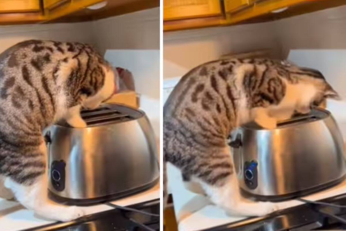 Mujer grabó a su gato porque creyó que jugaba con el tostador, hasta que ocurrió lo inesperado | VIDEO