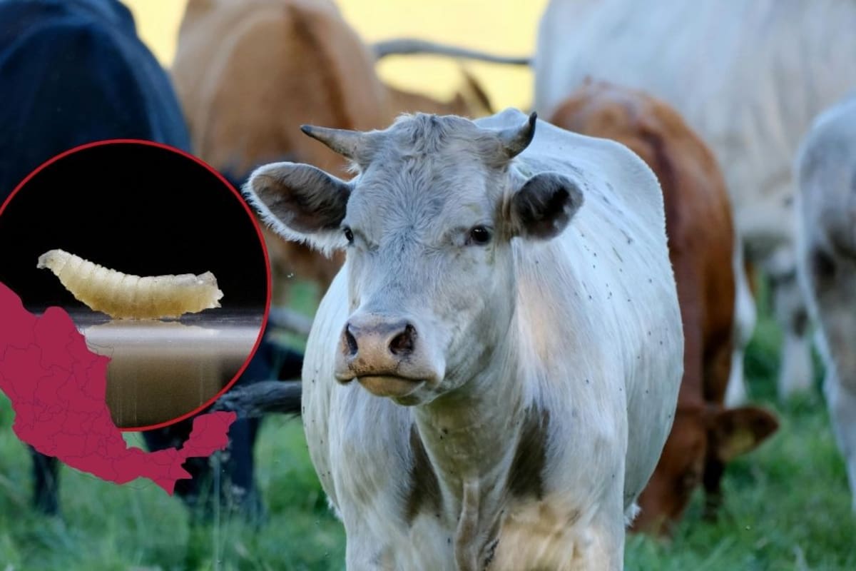 Gusano barrenador avanza en Yucatán extendiendose a 93 municipios y superando los mil 200 casos