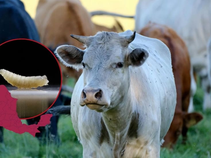 Gusano barrenador avanza en Yucatán extendiendose a 93 municipios y superando los mil 200 casos