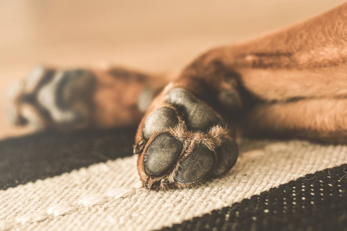 Oaxaca: Envenenan a ocho perros; autoridades ya investigan
