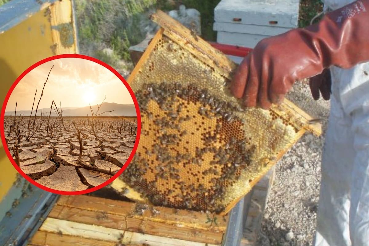 Apicultores de Álamos esperan apoyo para reactivar producción ante sequía