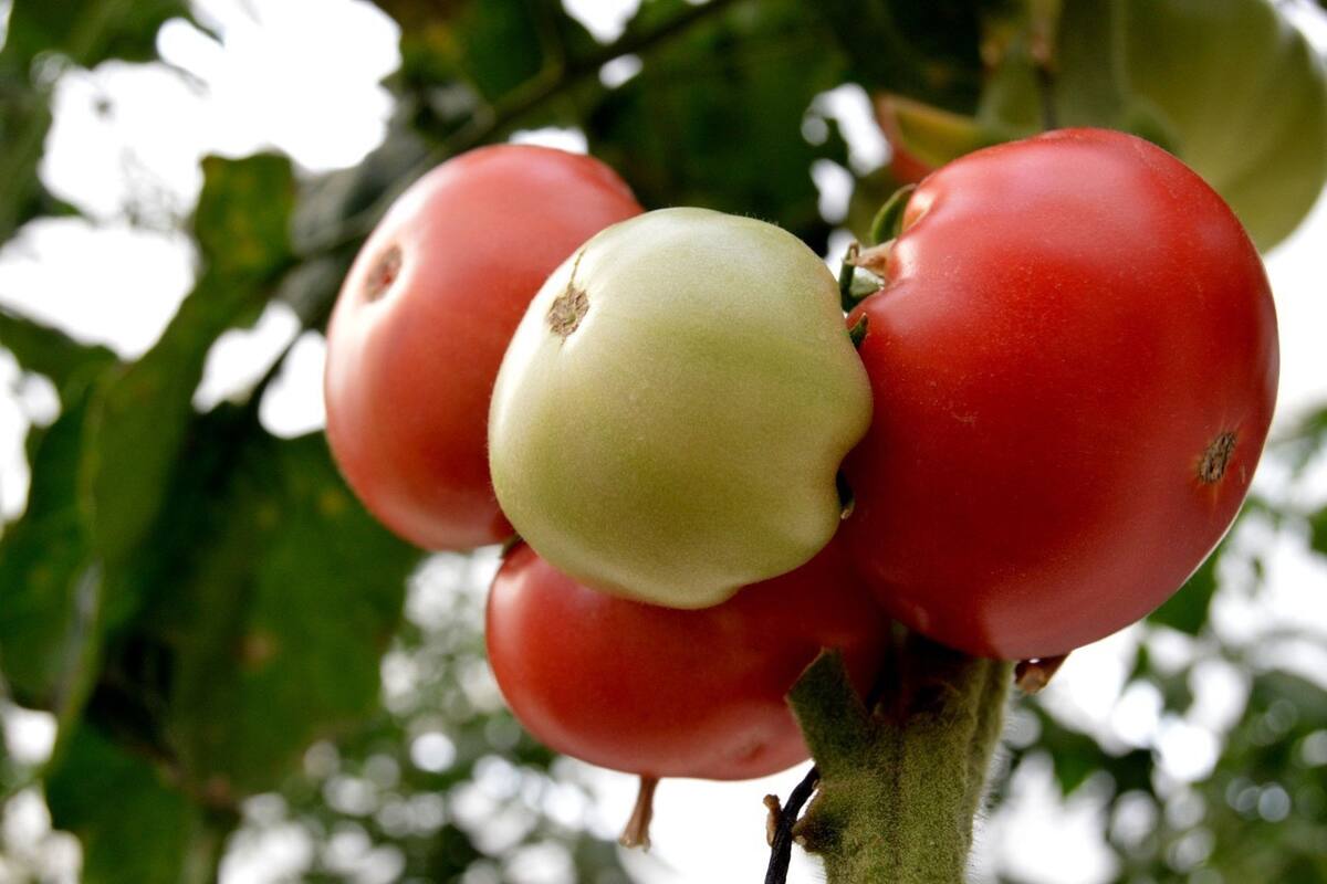 5 tipos de tomates que debes probar alguna vez