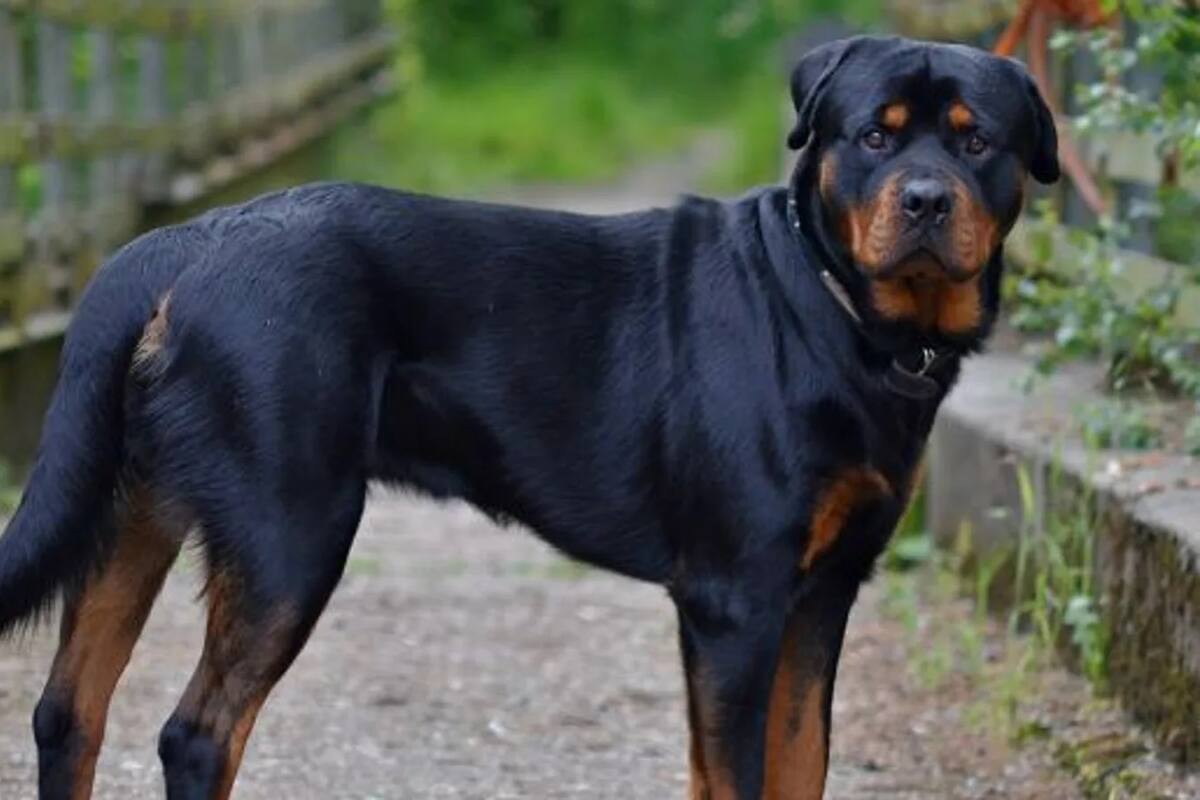 Tennessee: Anciana muere tras ser atacada por un perro de la familia