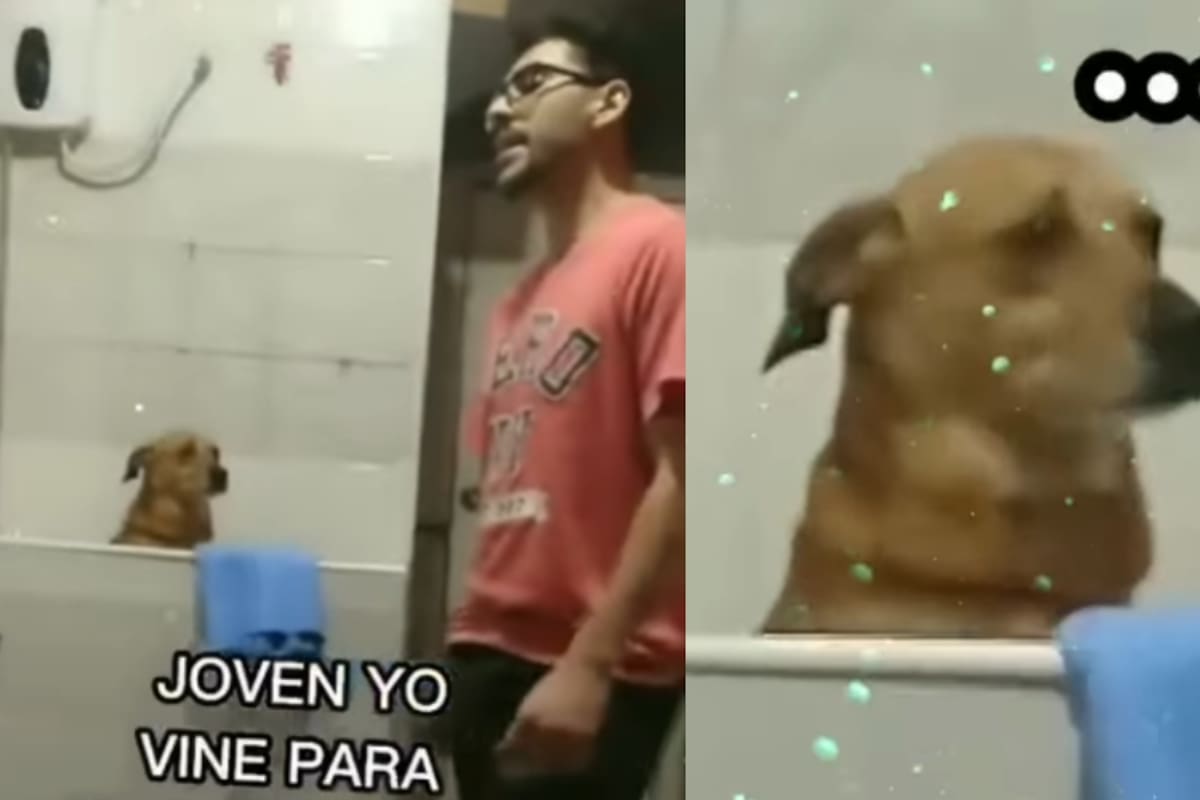 Trabajador de spa para mascotas canta Yo quería de Cristian Castro en lugar de bañar al perro, y la reacción de este se vuelve viral