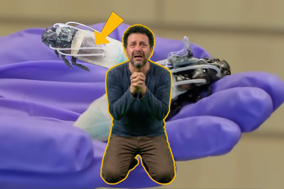Las cucarachas son detestadas pero ahora las usan para rescatar humanos en el agua o entre escombros con “trajes de buzo”