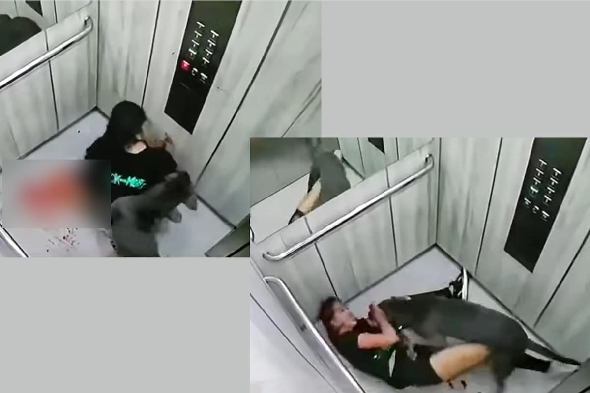 VIDEO: Brutal ataque de perro Pitbull a mujer en un elevador de Colombia