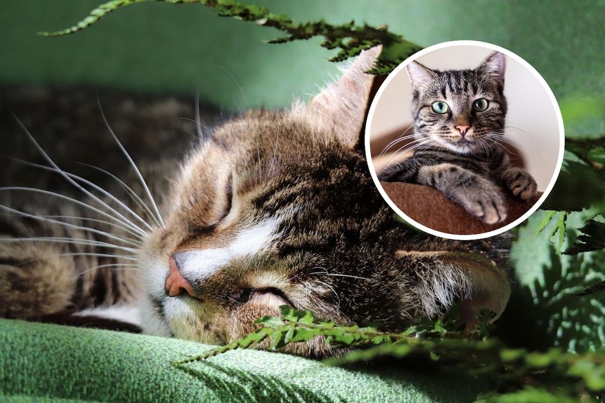 5 curiosidades sobre los gatos que deberías conocer