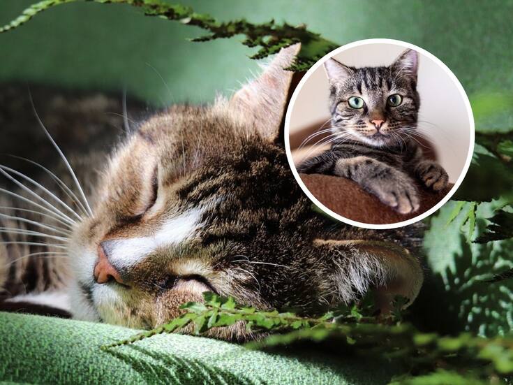 5 curiosidades sobre los gatos que deberías conocer