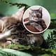 5 curiosidades sobre los gatos que deberías conocer