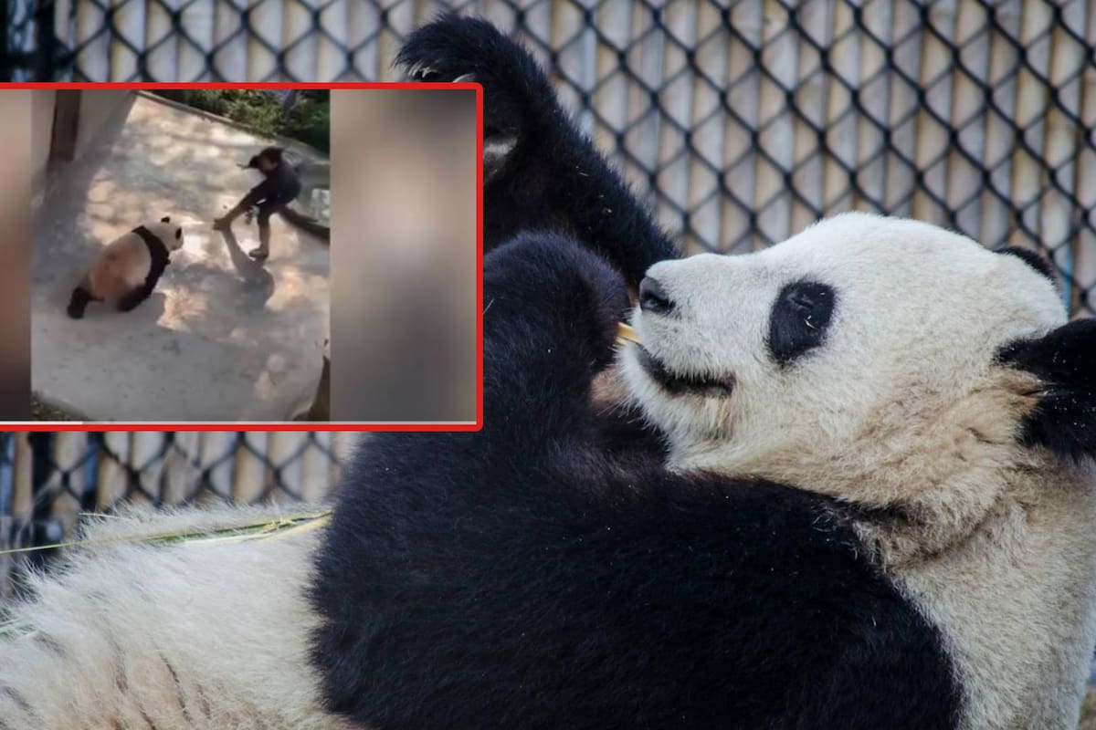 Video de panda atacando a cuidadora de Zoo en China se viraliza, mientras que en redes acusan que ella lo maltrató previamente