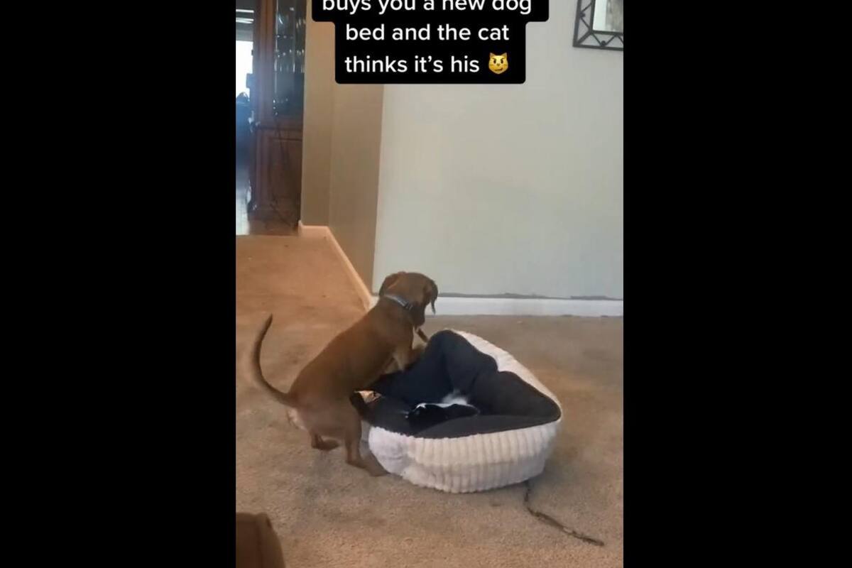 VIDEO TIKTOK: Esta joven le compra una nueva a su perrito pero su otra mascota se la quita