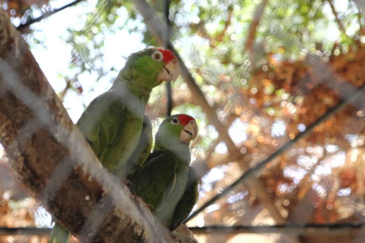 Caen animales por golpe de calor en diferentes zonas de la ciudad