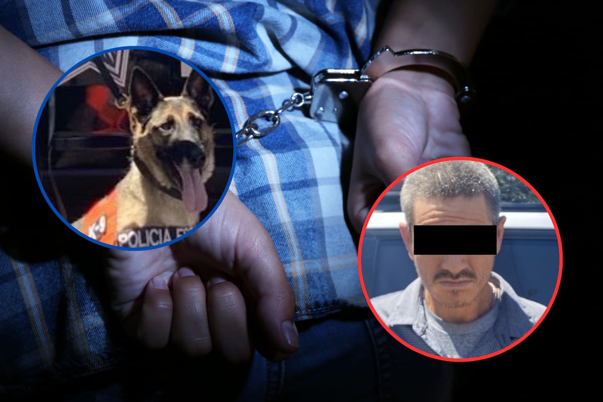 Binomio canino apoya a elementos con la detención de hombre que llevaba narcóticos en Hermosillo