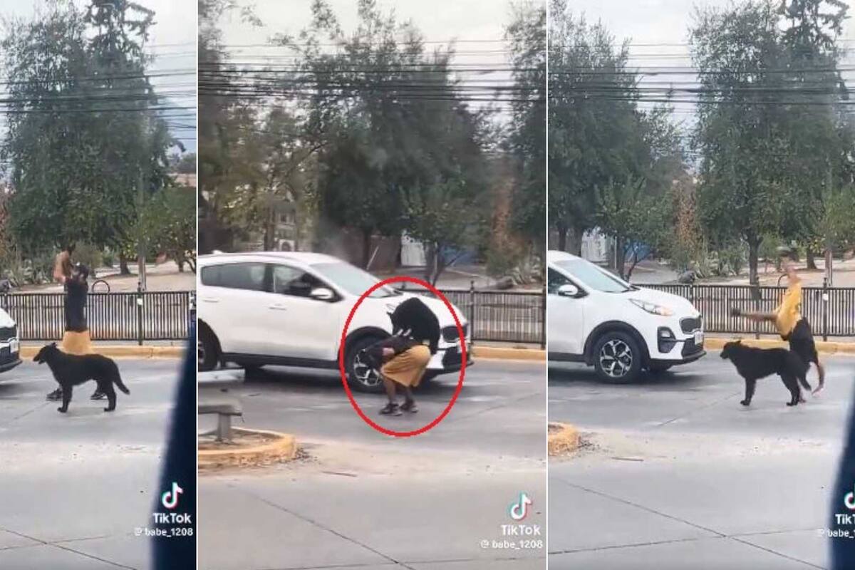 VIDEO: Perrito hace acrobacias junto a su dueño en un semáforo y se viraliza
