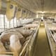 Cae exportación de carne de cerdo 25%: Porcicultores