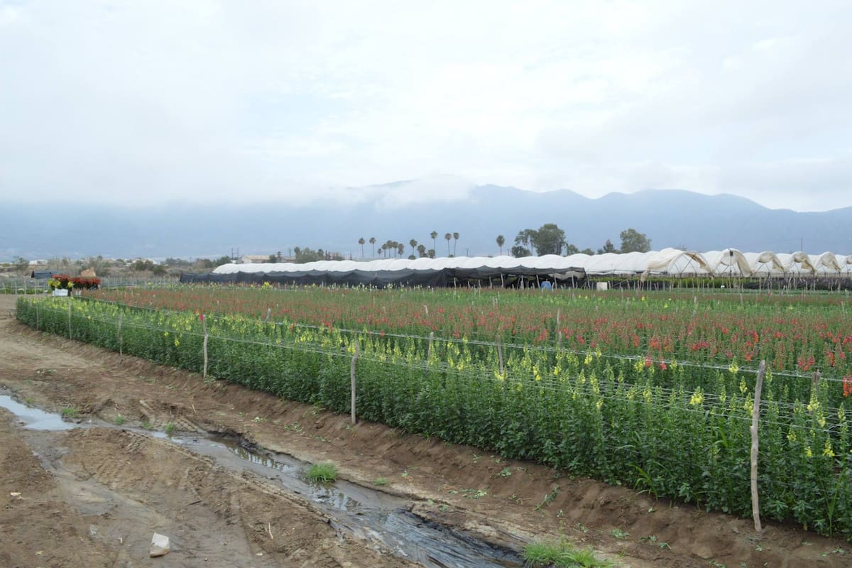 Robo hormiga golpea a agricultores de Maneadero