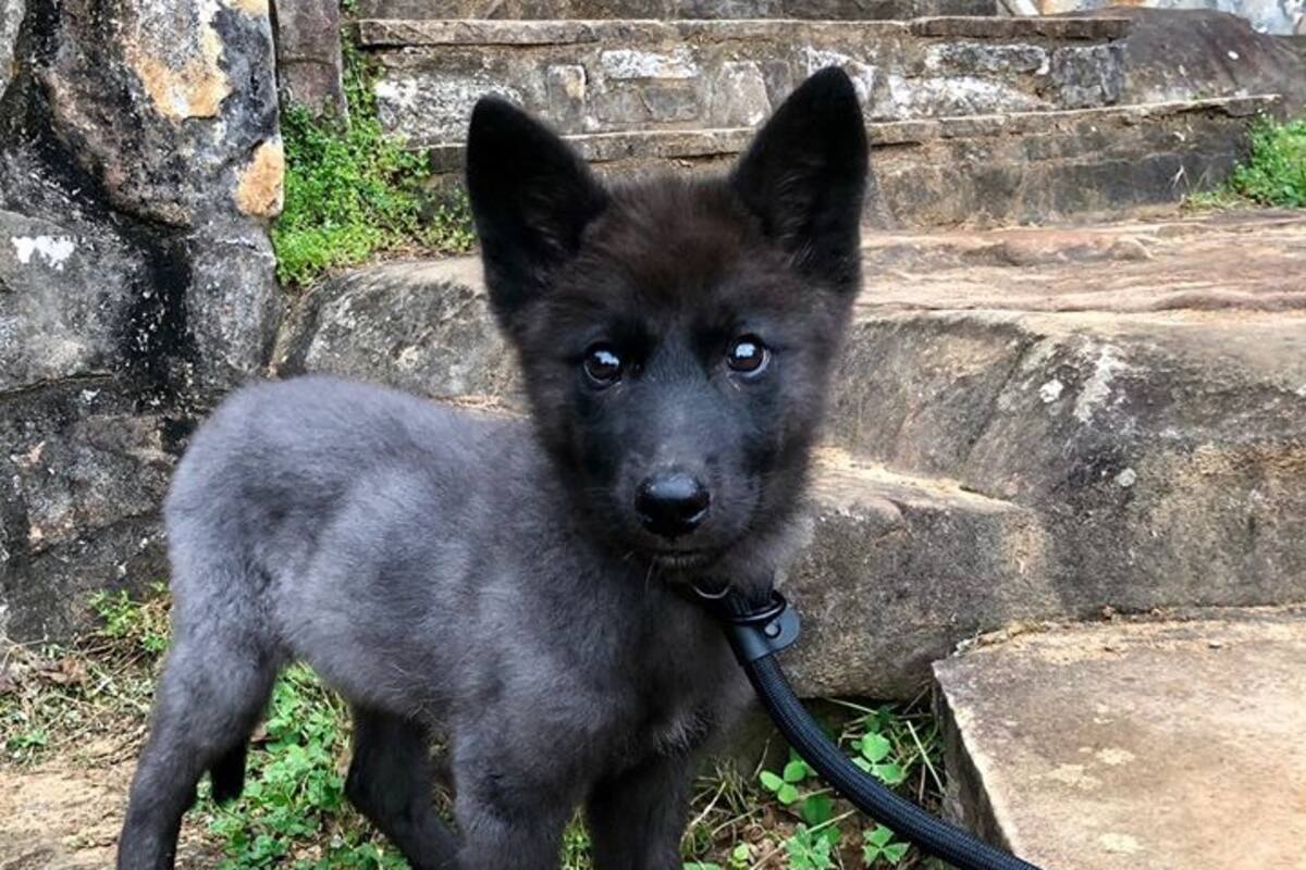EU: Hombre mata a perrita por escarbar su basura y le envía su collar a su dueño