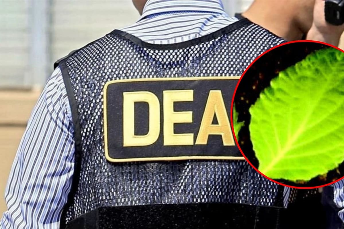 ¿Qué es la Salvia divinorum, cuáles son sus efectos y por qué la DEA emitió una alerta sobre esta planta originaria de México?