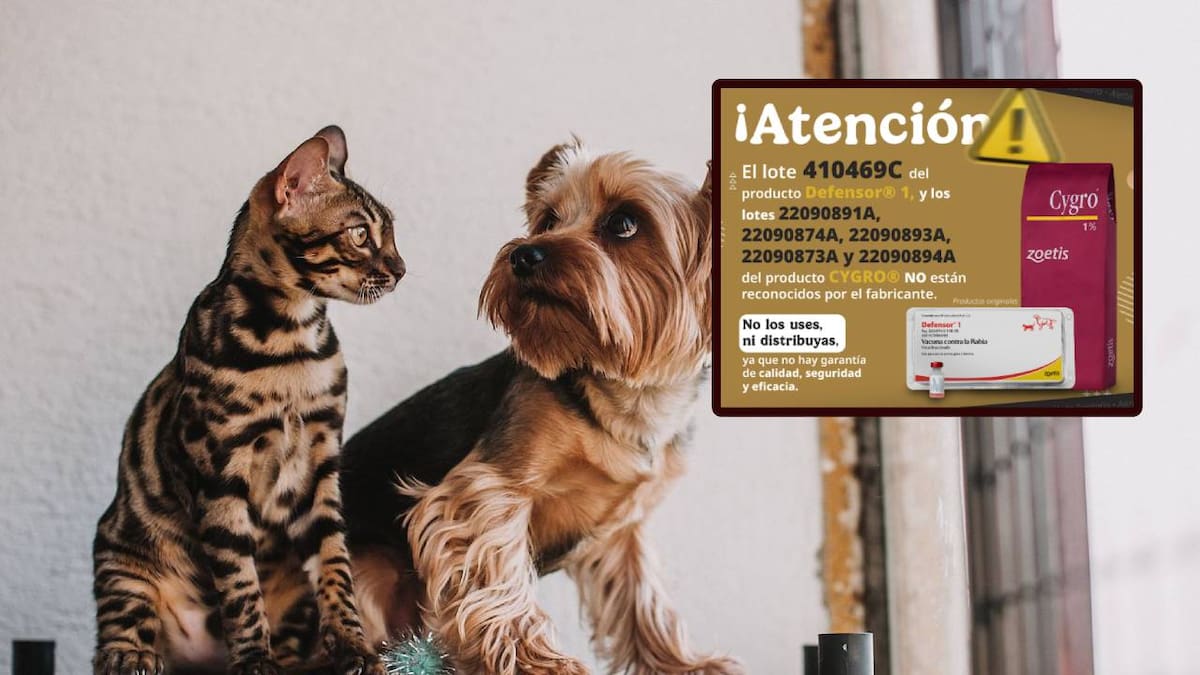 Senasica alerta por vacuna falsa contra la rabia para perros y gatos: Así puedes identificarla