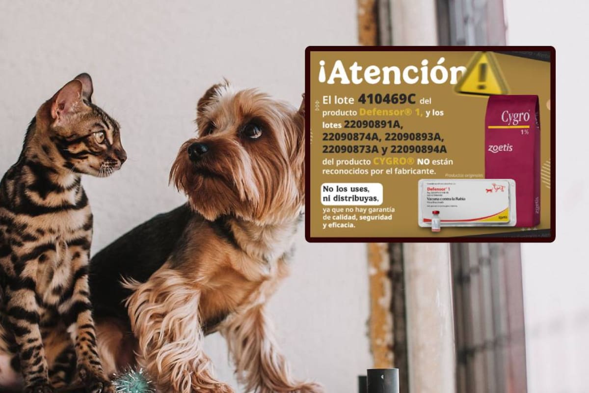 Senasica alerta por vacuna falsa contra la rabia para perros y gatos: Así puedes identificarla