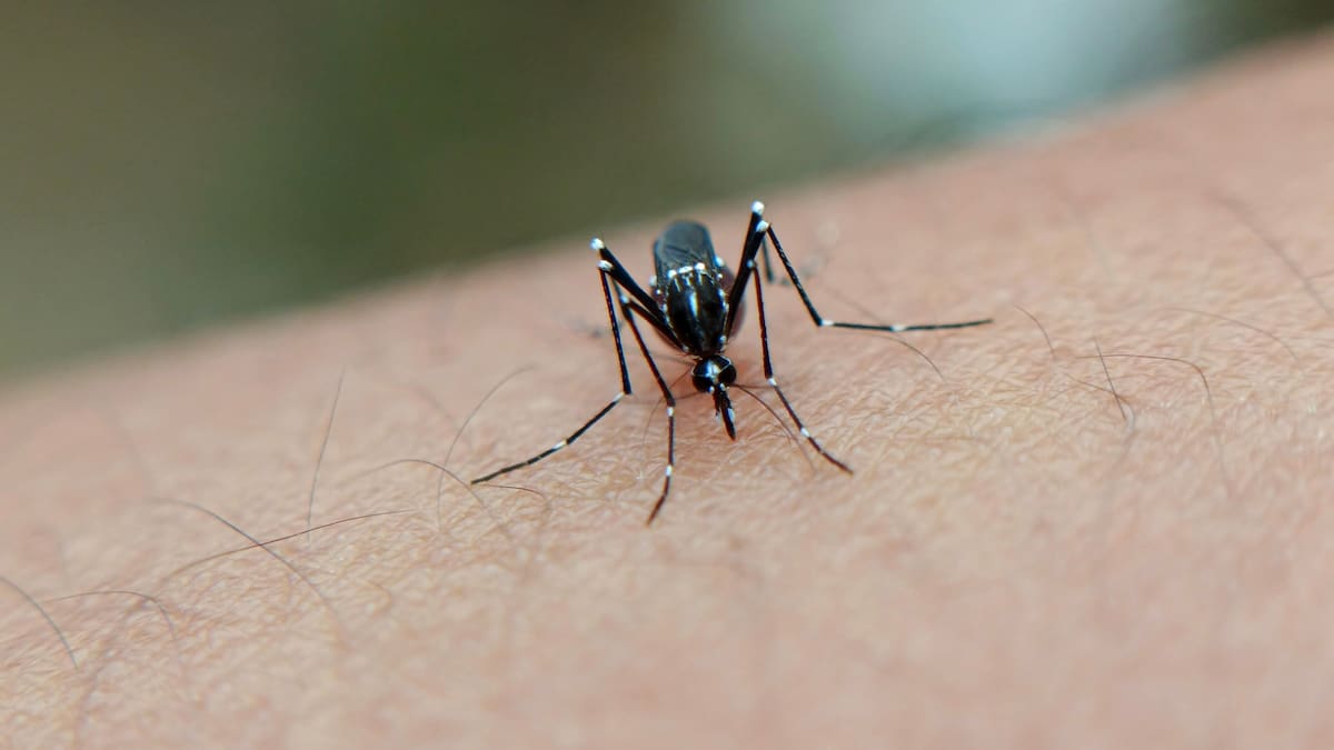 Científicos detectan que los mosquitos del dengue están desarrollando resistencia a los insecticidas más utilizados y advierten que esto podría dificultar el control de la enfermedad en los próximos años