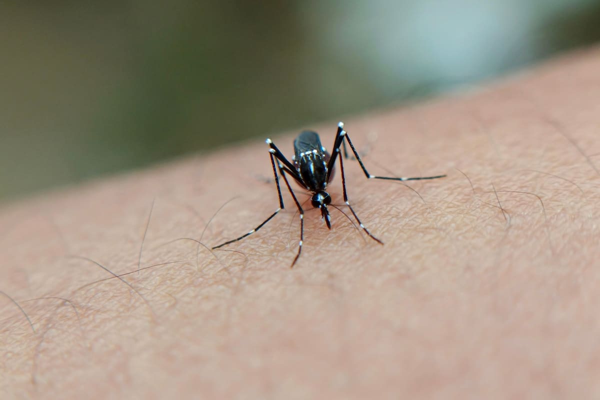 Científicos detectan que los mosquitos del dengue están desarrollando resistencia a los insecticidas más utilizados y advierten que esto podría dificultar el control de la enfermedad en los próximos años