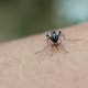 Mosquito del dengue desarrolla resistencia a insecticida