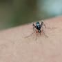 Científicos detectan que los mosquitos del dengue están desarrollando resistencia a los insecticidas más utilizados y advierten que esto podría dificultar el control de la enfermedad en los próximos años